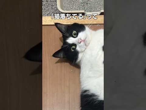 「猫落ちてる〜猫トラップ〜」猫あるある|フルはApple Musicほか音楽アプリへ サムネイル