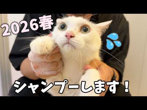 春のシャンプー1番目はチロさん！ サムネイル