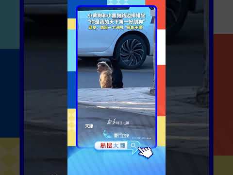 【萌寵】形影不離！兩隻狗狗在路邊排排坐 サムネイル