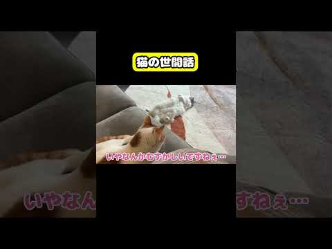 猫の世間話　猫 おもしろ アテレコ ニャンチューバーつくし サムネイル