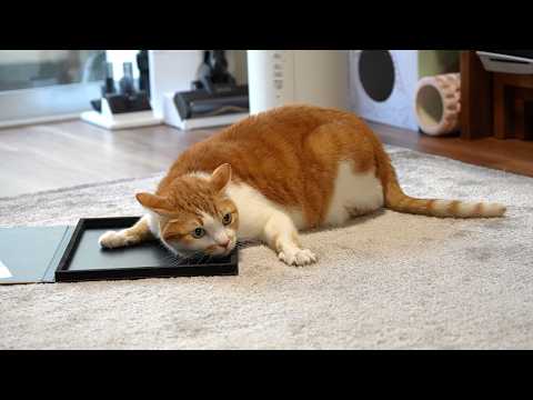 【30分】猫の音楽｜猫のいる日常BGM｜もしぬこ｜１０ サムネイル