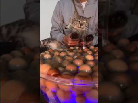 生配信中に盛大にやらかす猫Live Stream Ruined by My Naughty Cat 😹 サムネイル