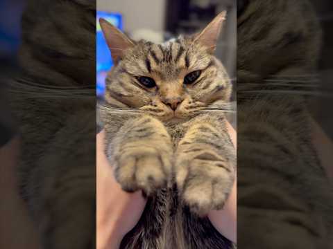 【もふもふ】うさぎのような姫ﾁｮﾘﾝが可愛すぎて大騒ぎ...www cat 猫