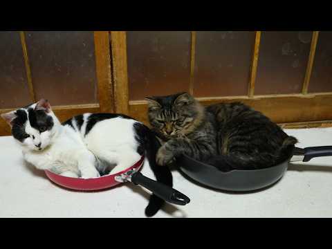 フライパン入り猫　260304 サムネイル