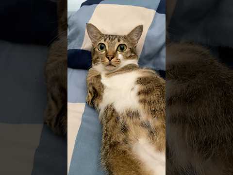 Yaho! Found a tiny dinosaur! サムネイル