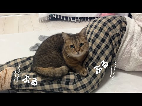 ママの上でリラックス！最新の猫の神回に癒される動画