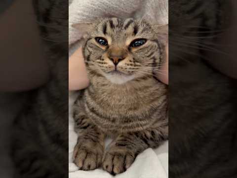 子猫時代から、良く鳴くスコティッシュwww cat 猫 サムネイル