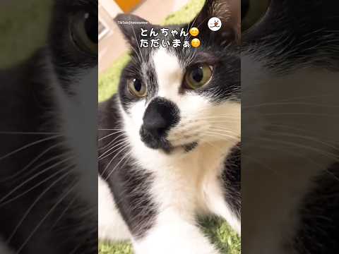変なテンションの飼い主と満更でもない猫｜PECO サムネイル