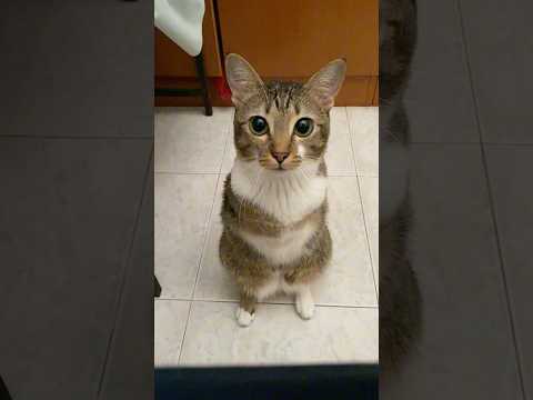 Tutu’s big, adorable eyes サムネイル