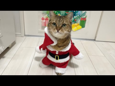 猫が人間の様に二足歩行して歩いてくる服を着せたら可愛いすぎた…サンタver サムネイル