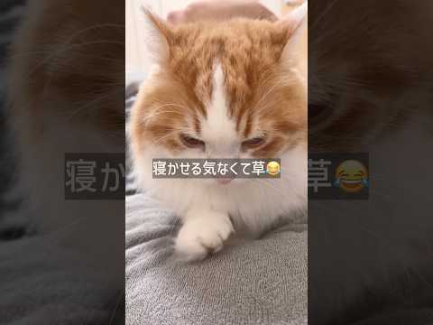 寝る直前に毎回これされる猫 cat マンチカン なんちゃん サムネイル