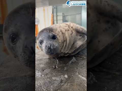 水族館飼育員のゆるゆるVlog②＠しながわ水族館【海獣】
