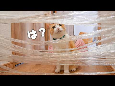 猫たちの通行の邪魔がしたい。