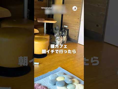 朝イチ猫カフェ、最高だった🐱｜PECO サムネイル