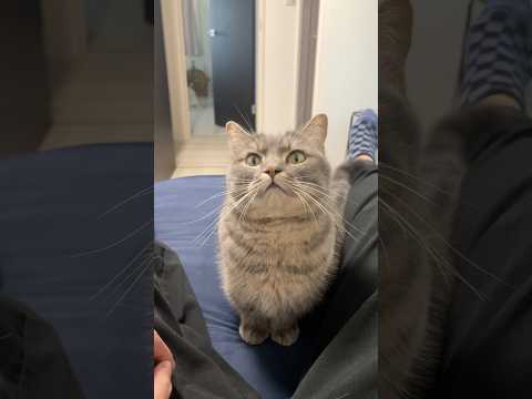 パパの話を聞いた猫の答えが...shorts 猫 猫好きさんと繋がりたい サムネイル