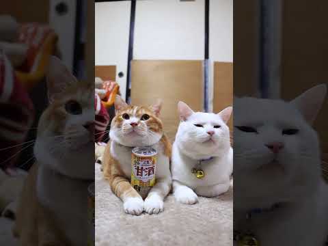 はちみつ甘酒　260125　のせ猫　 cat cute kitty　 ねこ　 猫のいる暮らし kitten ネコ　 c… サムネイル