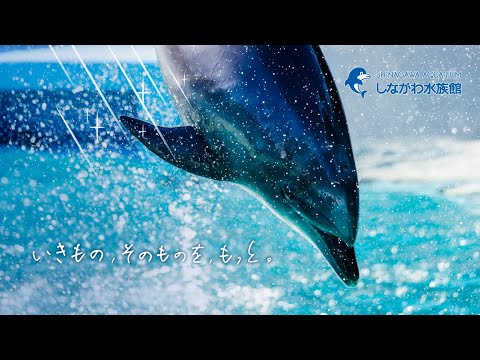 いきもの、そのものを、もっと。＠しながわ水族館 サムネイル