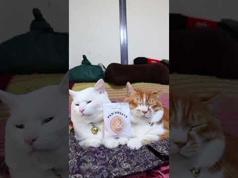 PAN SWEETS　260111　のせ猫　PAN SWEETS　 cat cute ねこ　 猫のいる暮らし　 ネコ… サムネイル