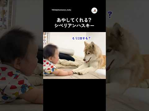 あやしてくれてる？シベリアンハスキー｜PECO サムネイル