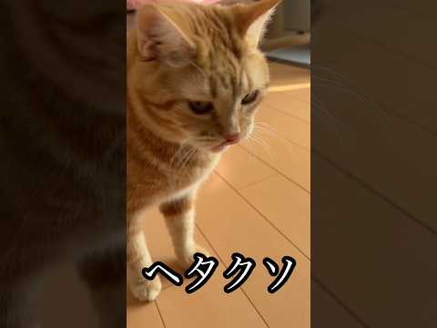 ヘタクソ ねこ アメショ cat 猫じゃらし うめ サムネイル