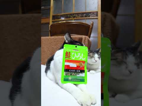 鮭 ひろし　260123　ねこ　のせ猫　 cat 猫のいる暮らし ネコ　 cute　 ねこ　 猫のいる生活　 cute… サムネイル