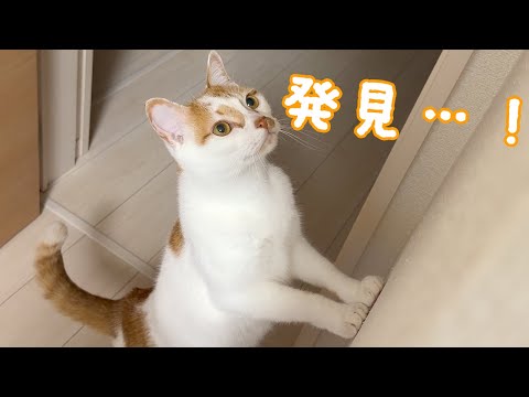 トロしゃんがクモを発見したので眺める会します！ サムネイル