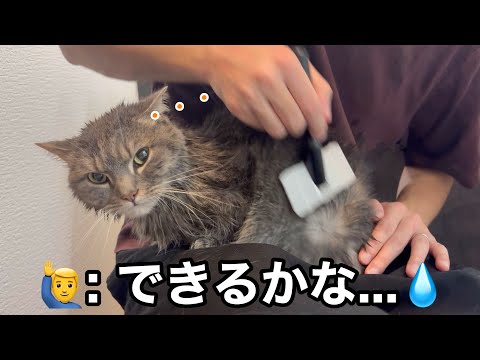 お風呂上がりに不機嫌になった猫を乾かしていきます... サムネイル