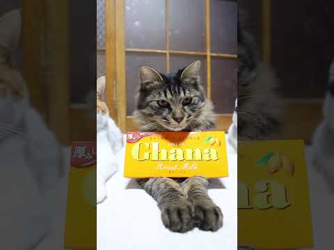 ガーナ　ローストミルク　260212　のせ猫　 cat cute kitten　 ねこ 猫のいる暮らし cutecat… サムネイル