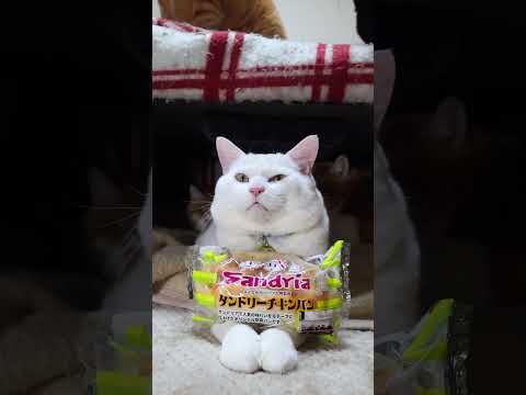 タンドリーチキンパン　260130　のせ猫　 cat cute ねこ　 ネコ　 猫のいる暮らし　 cutecat　 猫… サムネイル