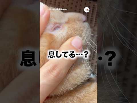 【焦るわ】生存確認｜PECO サムネイル