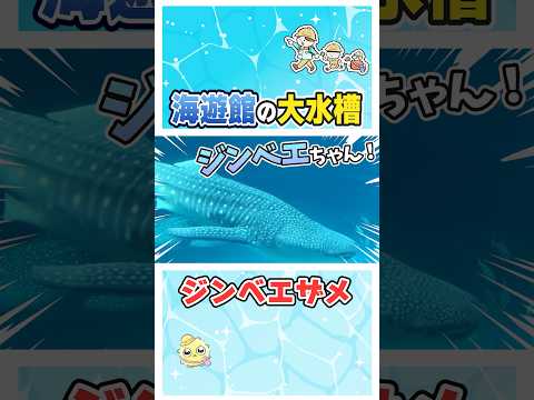 世界最大の魚類ジンベエザメ！海遊館サメクイズ🦈 サムネイル