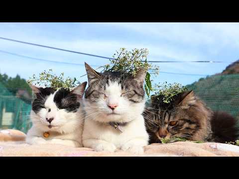 なずな のせ猫 　260518