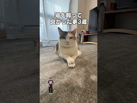 「猫を飼って良かった事3選２」猫あるある|フルはApple Musicほか音楽アプリへ サムネイル