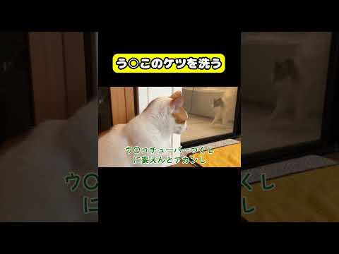 う○このケツを洗う　猫 おもしろ アテレコ ニャンチューバーつくし サムネイル