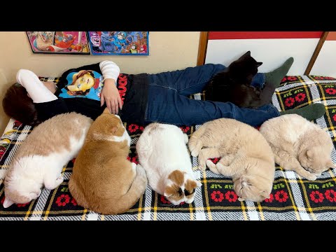 話題の心温まる動画！インフルエンザで寝込む母を看病する猫たちの神回