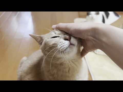 甘える時間を邪魔された途端、ゴロゴロ音がピタッと止まる猫 サムネイル