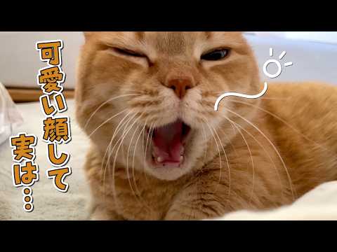 添い寝が大好きな愛猫には絶対に言えない悩みがありました… サムネイル