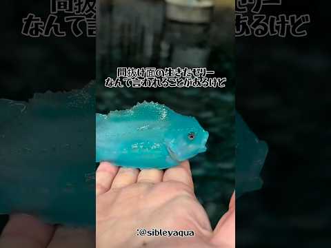 話題沸騰！実在するゼリー魚の神秘を徹底解説