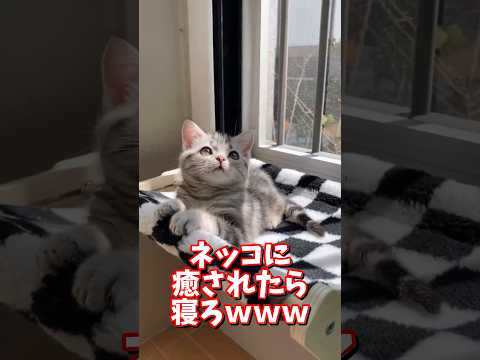 ネッコの動画で癒されたら寝ろｗｗｗ　2ch  動物  猫 癒やし ねこ動画 サムネイル