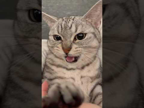 可愛すぎる愛猫たち、猫好きな人間たち...!! cat 猫 サムネイル