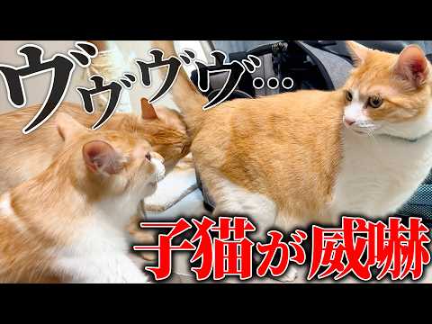 子猫たちがついにロビンと対面するも、威嚇と唸りが止まらなくなってしまいました…。