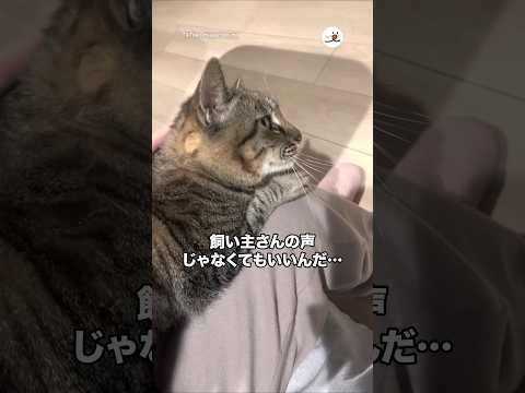 飼い主の声じゃなくてもいいんだ…|PECO