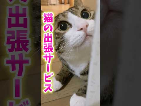 猫の出張サービス⁈cats shorts 球太 サムネイル