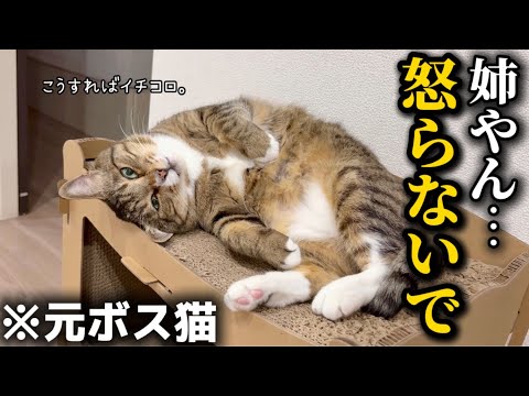 元ボス猫を家族に迎えたら自分の可愛さをよく分かってるただのぶりっ子おじさんでした サムネイル