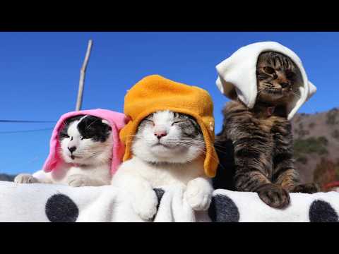 赤白黄色ぼうし　のせ猫　260320 サムネイル