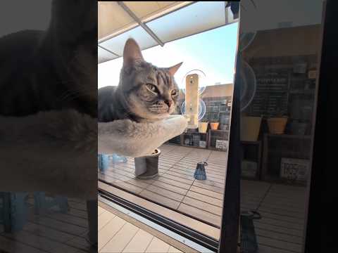 アメショーのラッテ アメショ アメリカンショートヘア 猫と暮らす家猫との暮らし猫 サムネイル