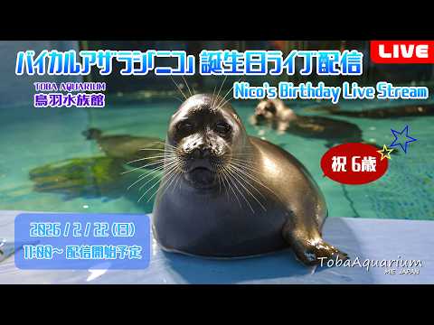 《鳥羽水族館》バイカルアザラシ「ニコ」㊗6歳！誕生日ライブ配信 サムネイル