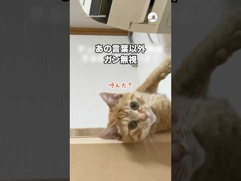 あの言葉以外ガン無視｜PECO サムネイル