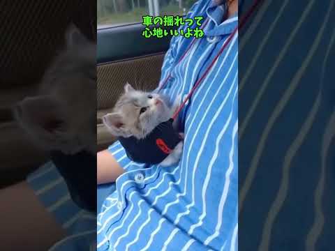 猫だぁいすき😘