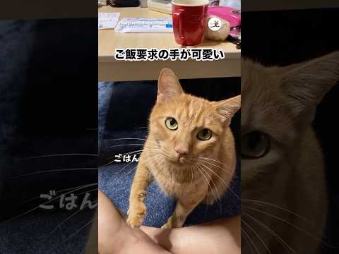 ご飯要求の手が可愛い｜PECO サムネイル